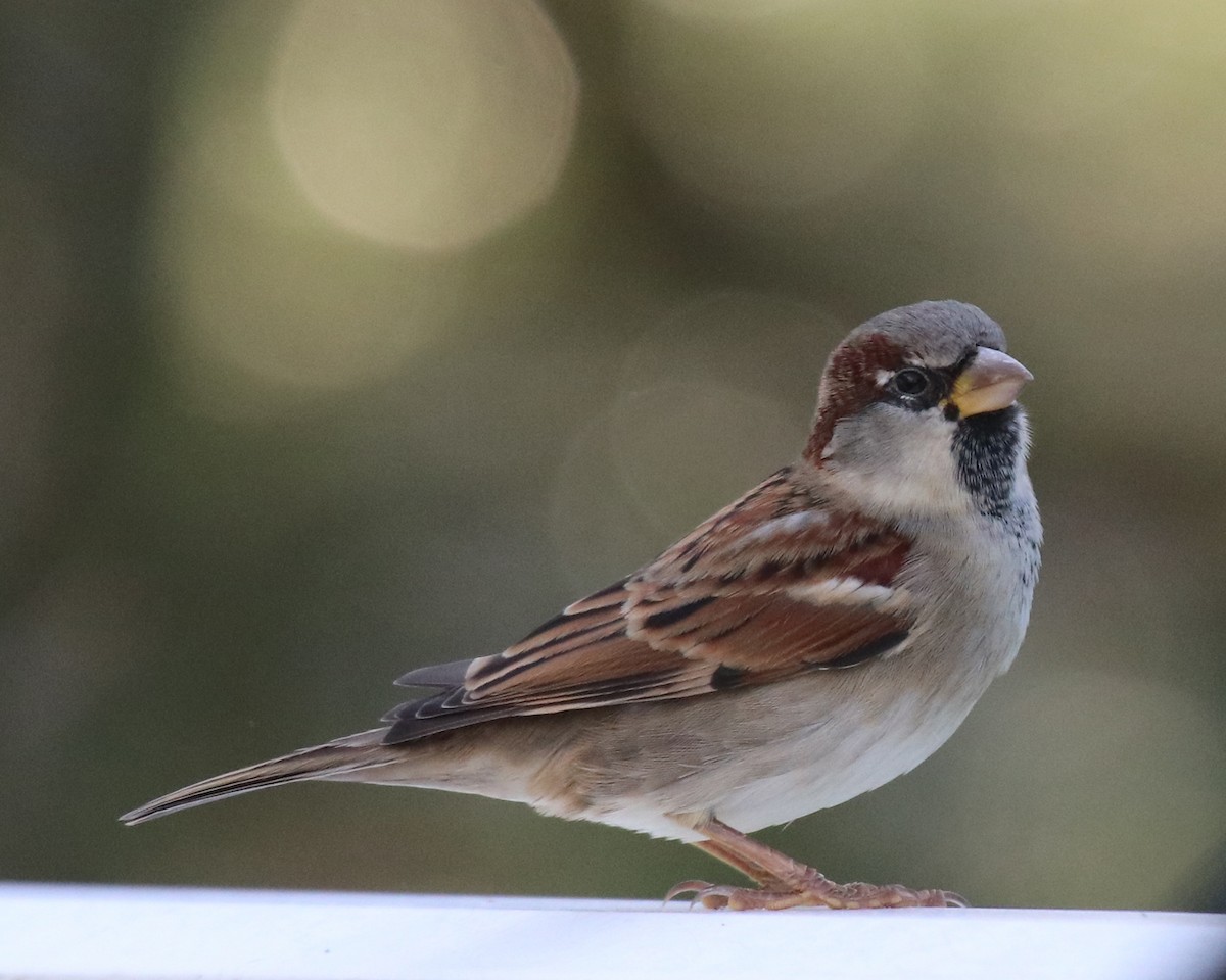 House Sparrow - ML510089811