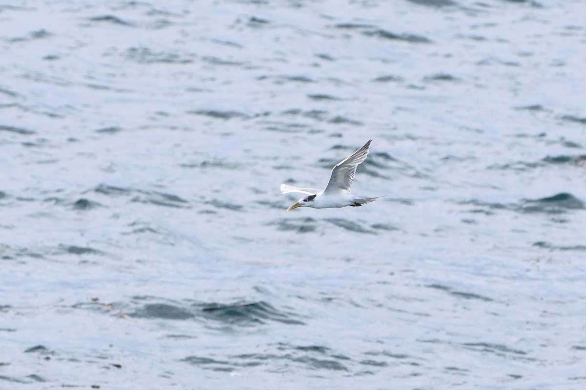 Great Crested Tern - ML510090551