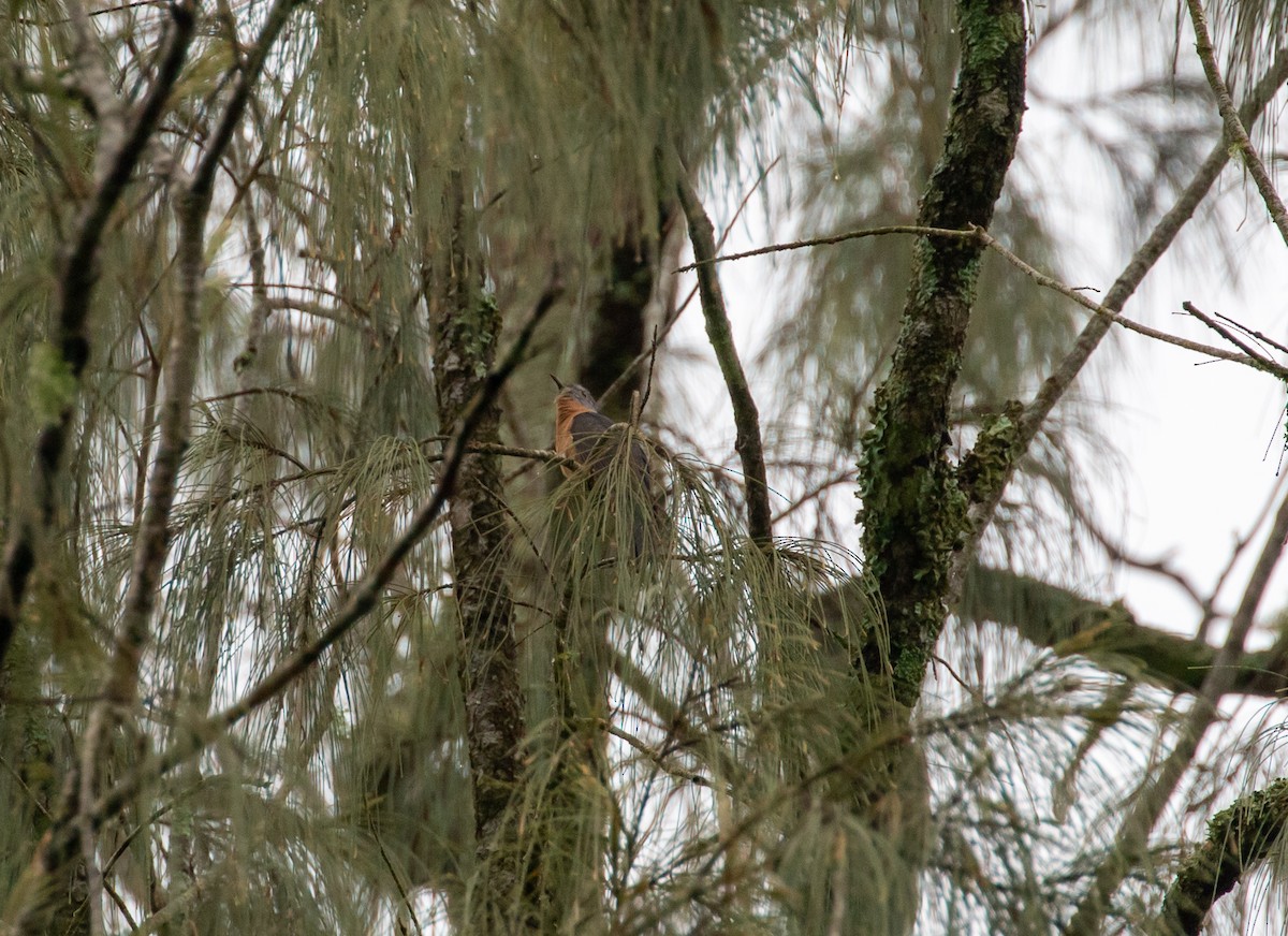 Brush Cuckoo (Sunda) - ML510091611