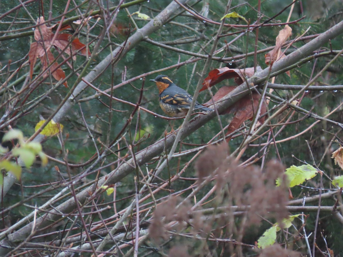 Varied Thrush - ML510093331