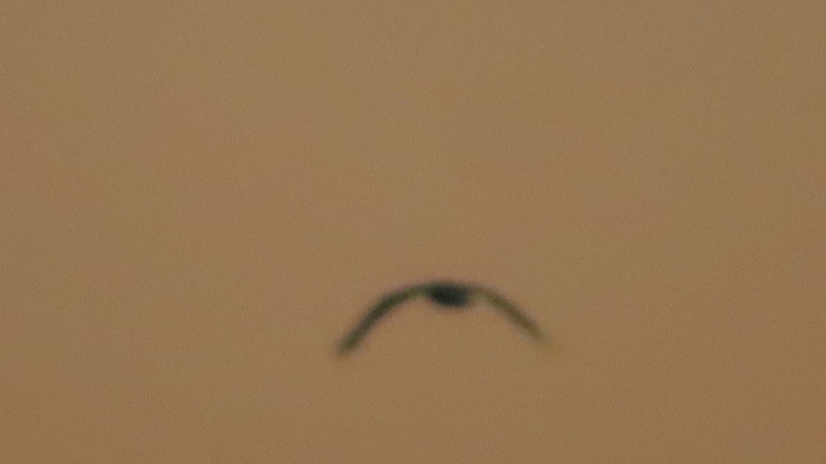 Bald Eagle - ML510094641