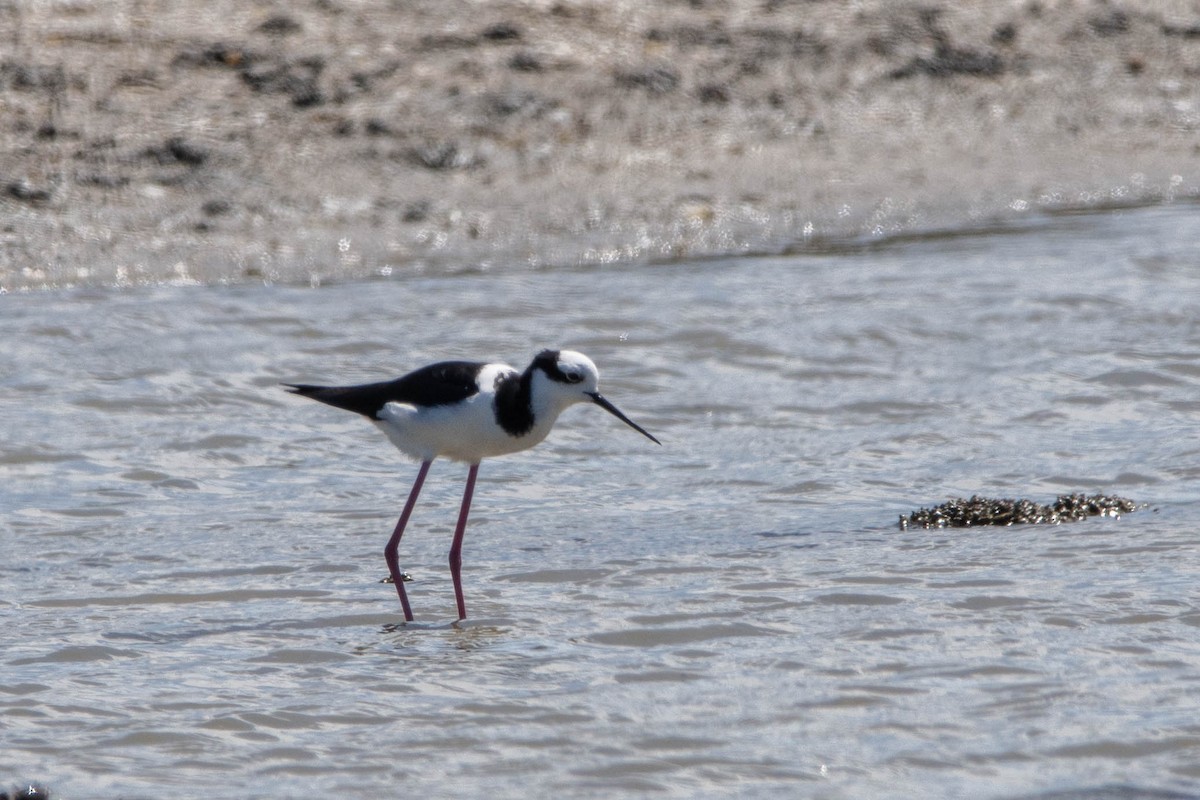 Black-necked Stilt - ML510094921