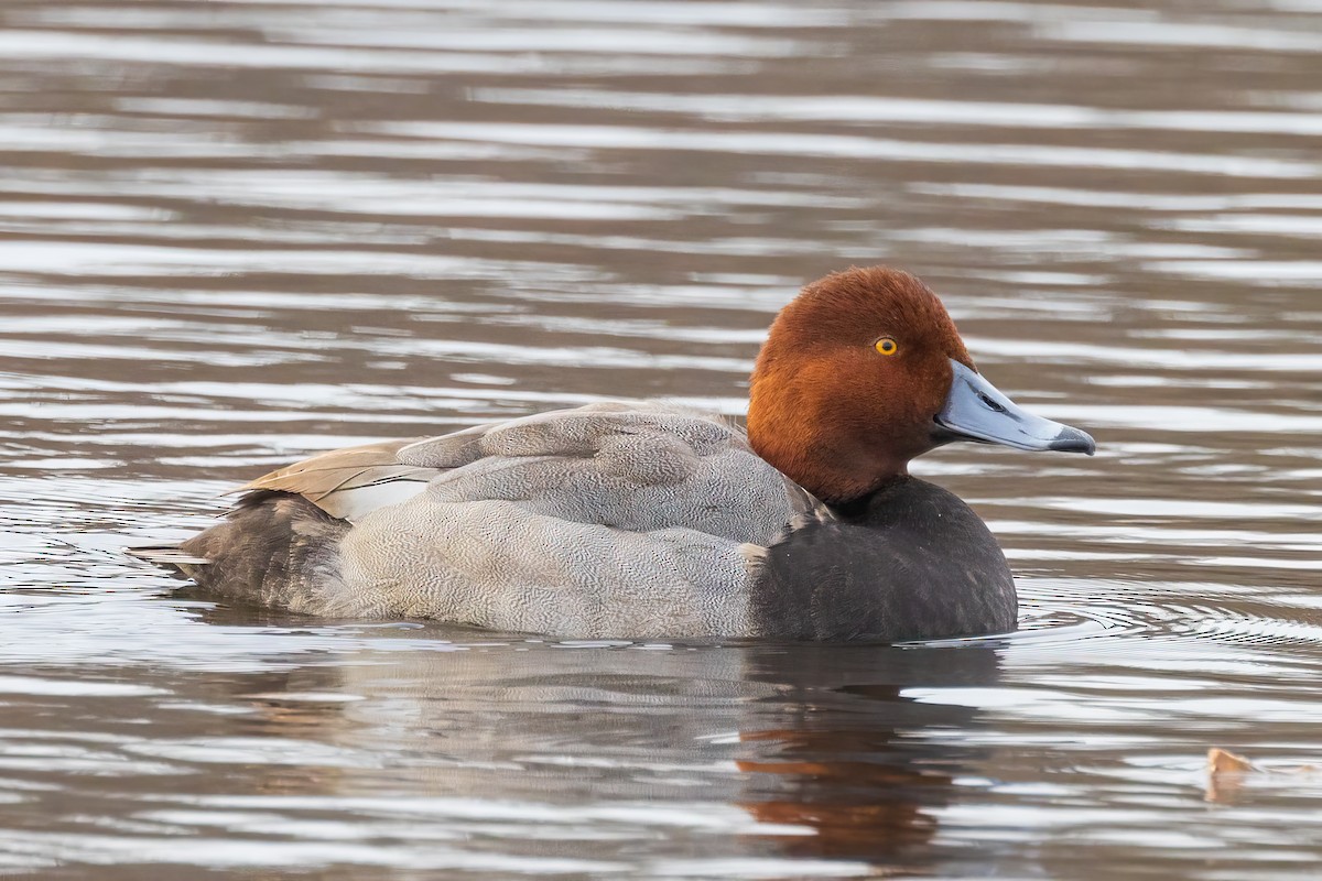 Redhead - Harris Stein