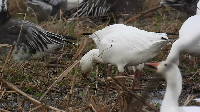 Snow Goose - ML510096621