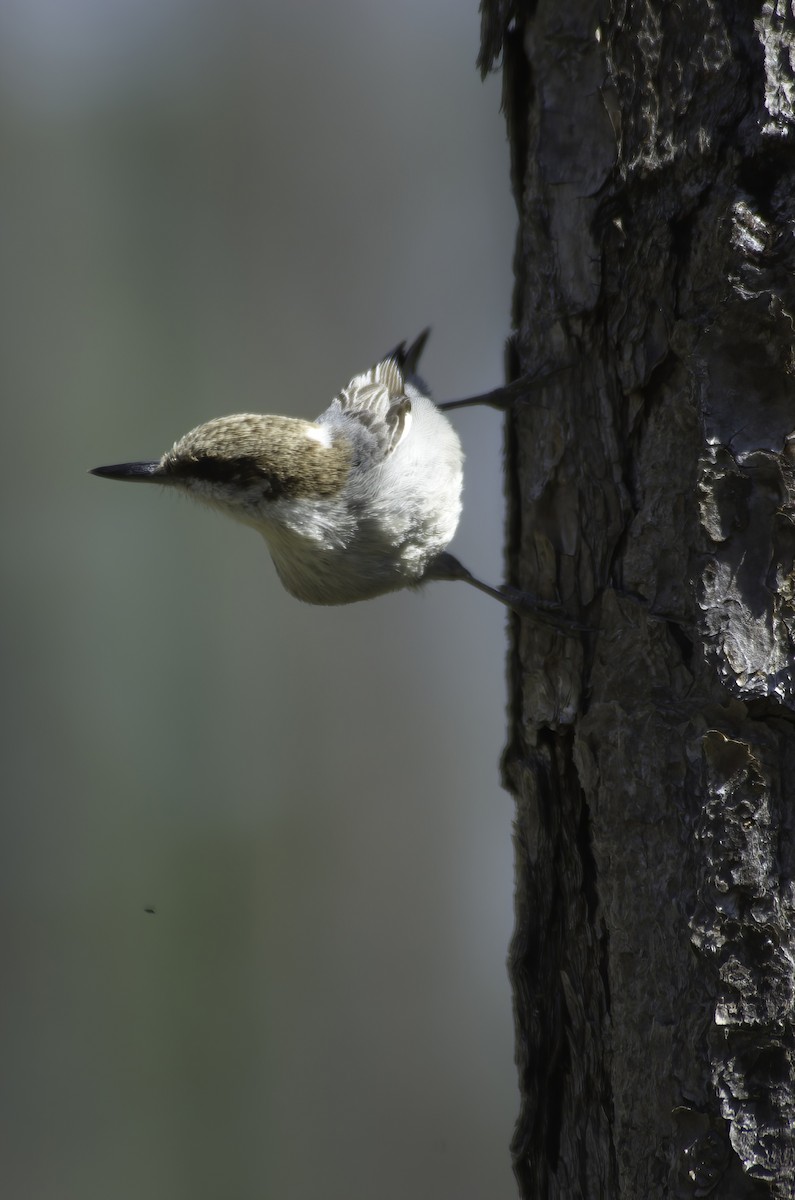 Bahama Nuthatch - ML510097441