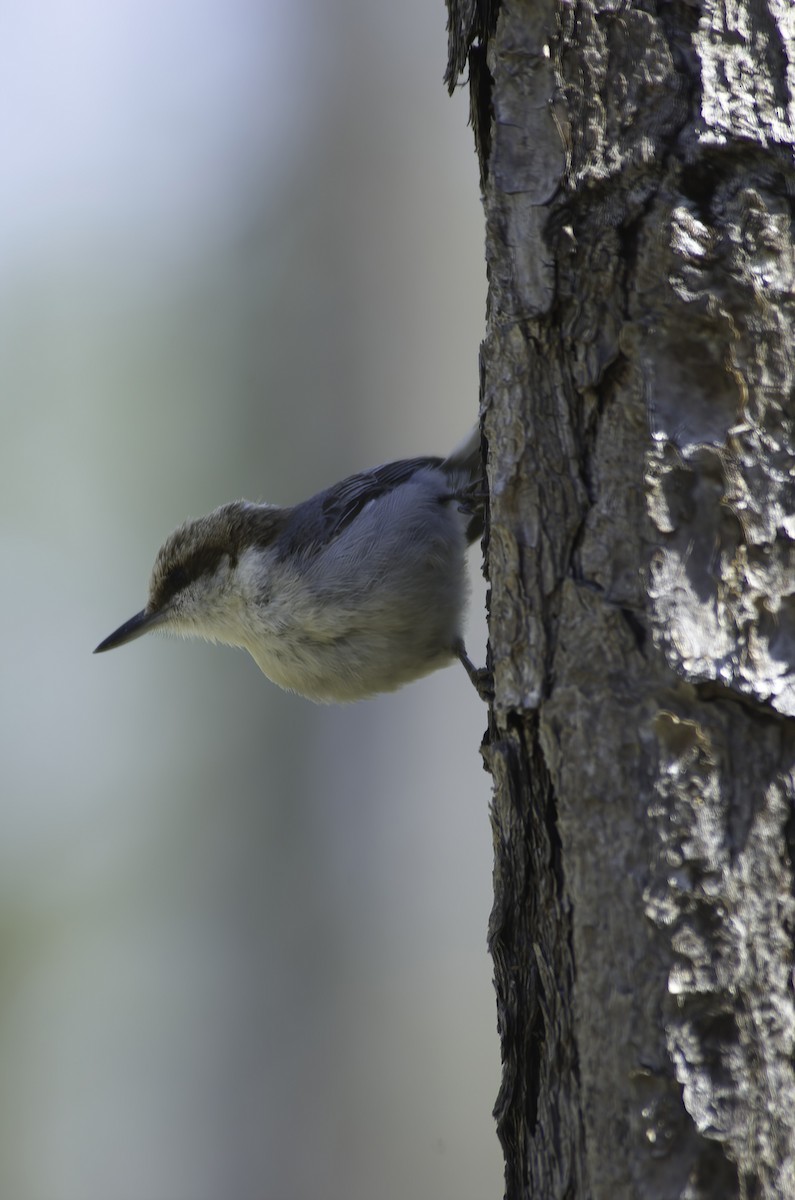 Bahama Nuthatch - ML510097451