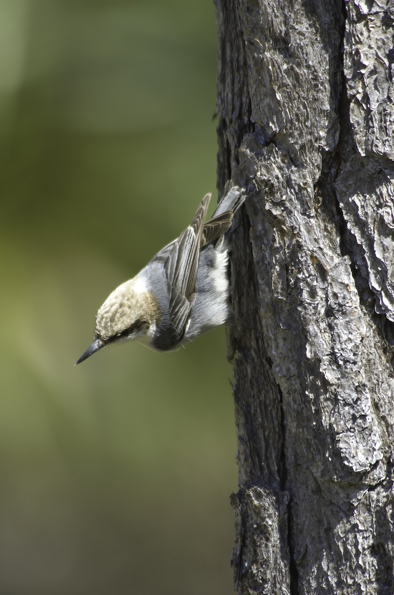 Bahama Nuthatch - ML510097461