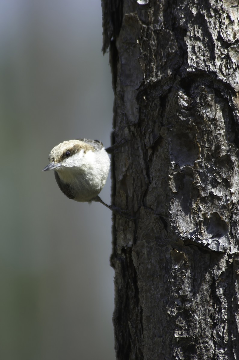 Bahama Nuthatch - ML510097471