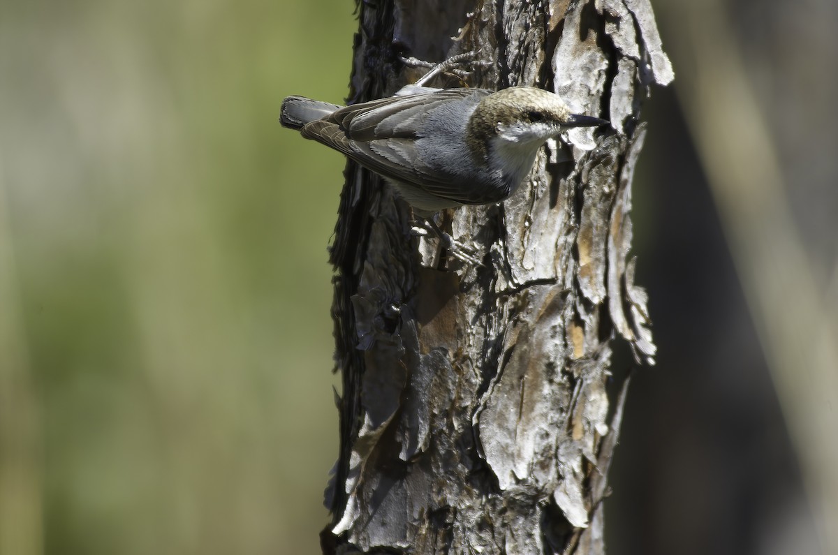 Bahama Nuthatch - ML510097481