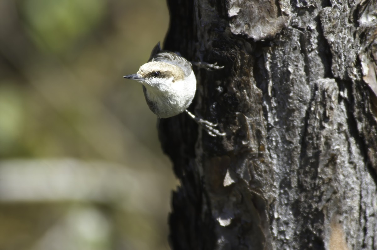 Bahama Nuthatch - ML510097501