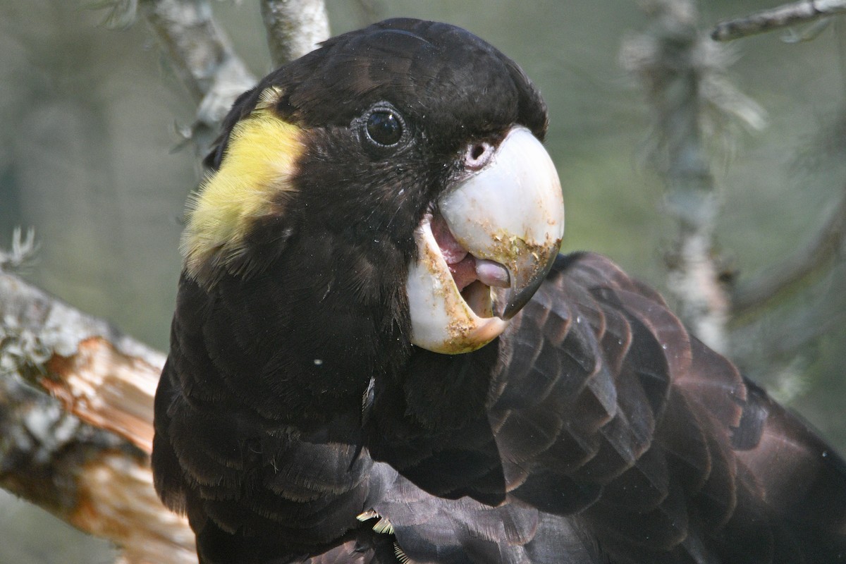 Yellow-tailed Black-Cockatoo - ML510099501