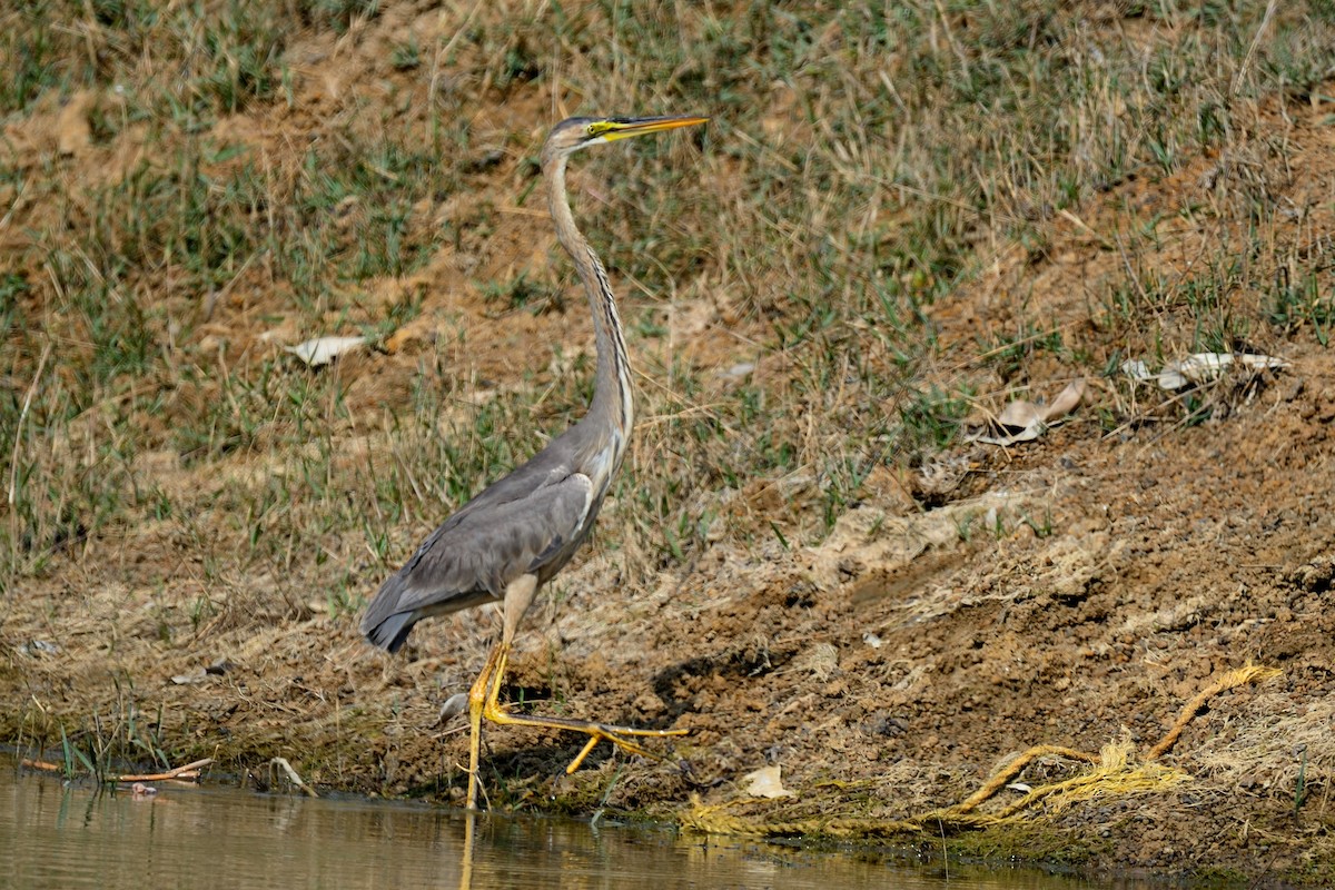 Purple Heron - ML51009961