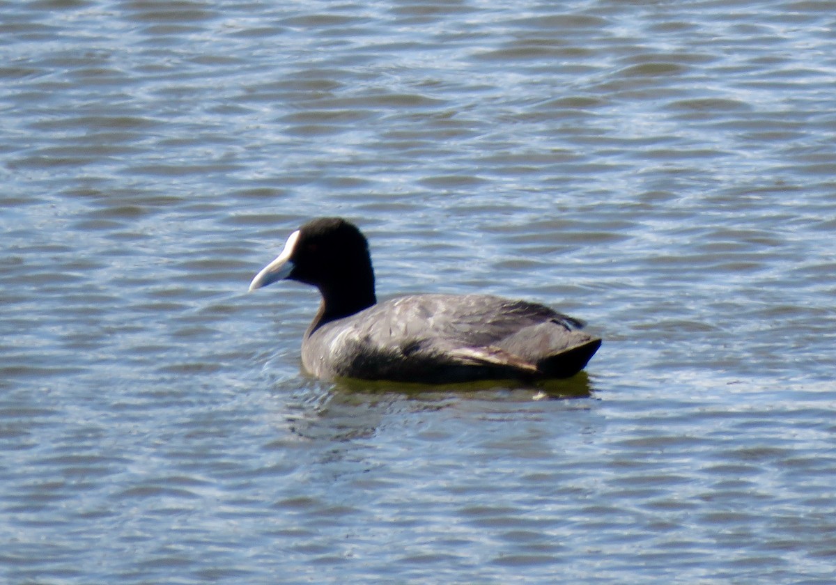 Eurasian Coot - ML510100691