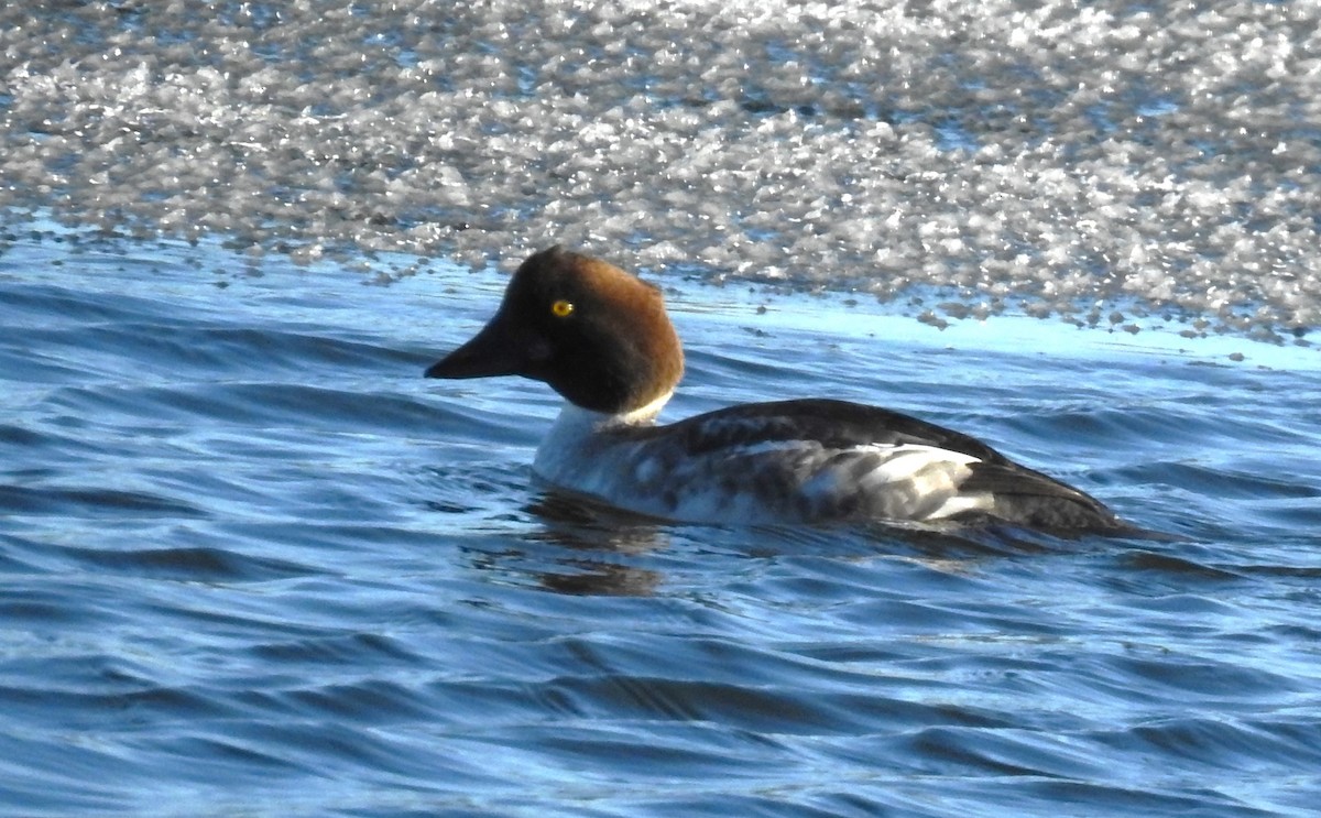 Common Goldeneye - ML510100711