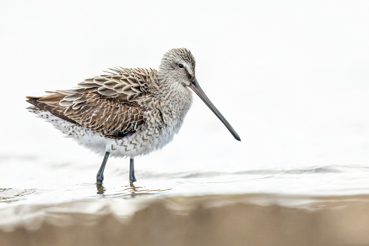 Asian Dowitcher - JJ Harrison