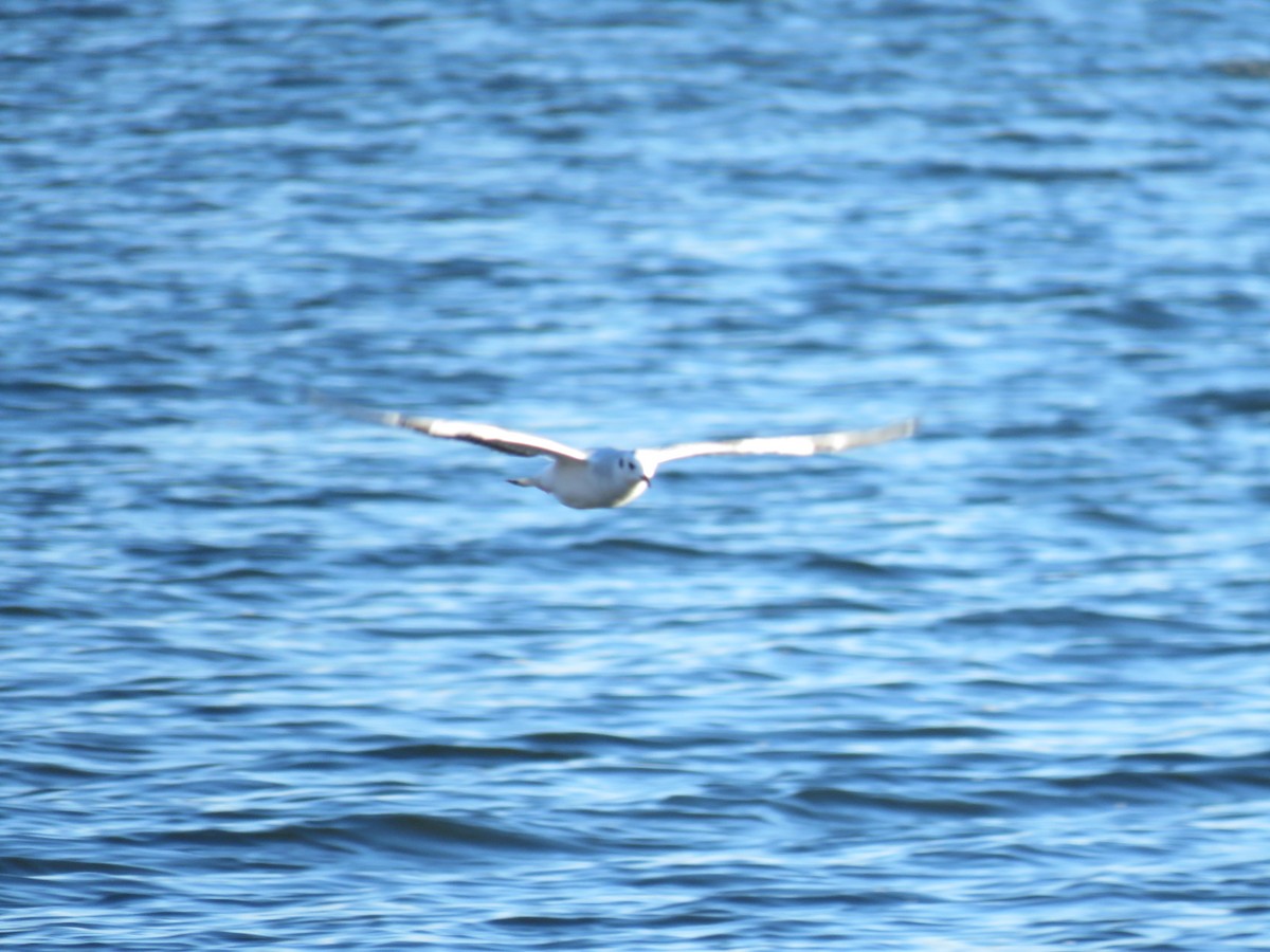 Bonaparte's Gull - Steve Paul