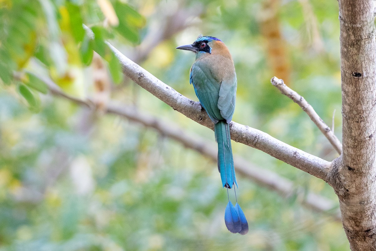 Motmot caraïbe - ML510103251