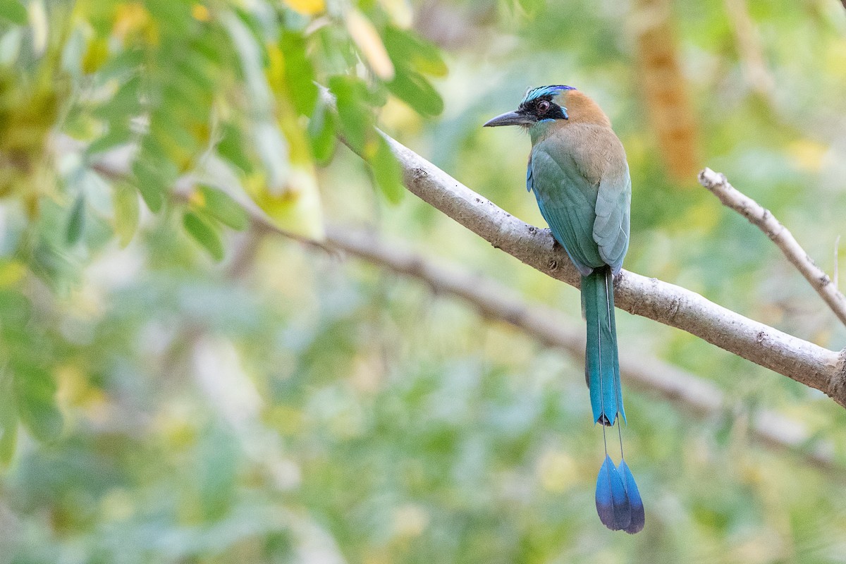 Motmot caraïbe - ML510103261