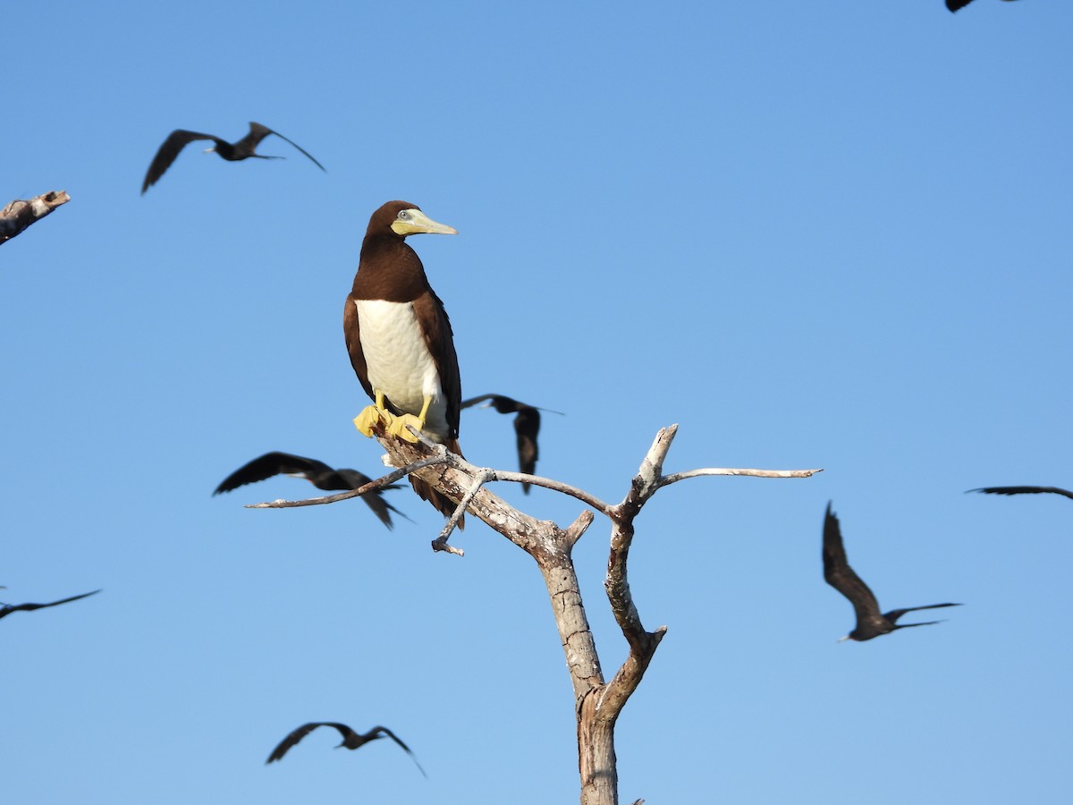 Brown Booby - ML510103781