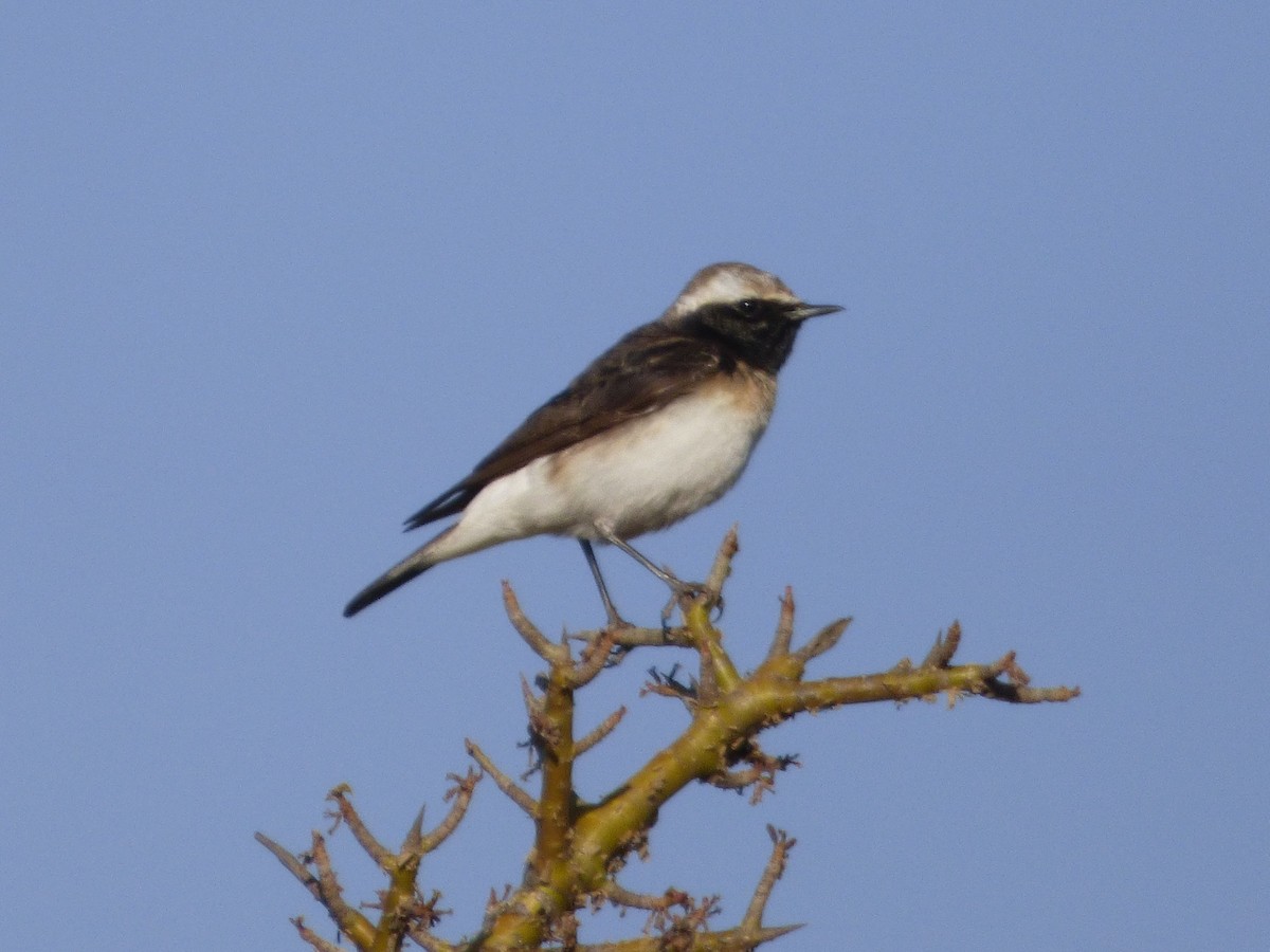 Pied Wheatear - ML51010401