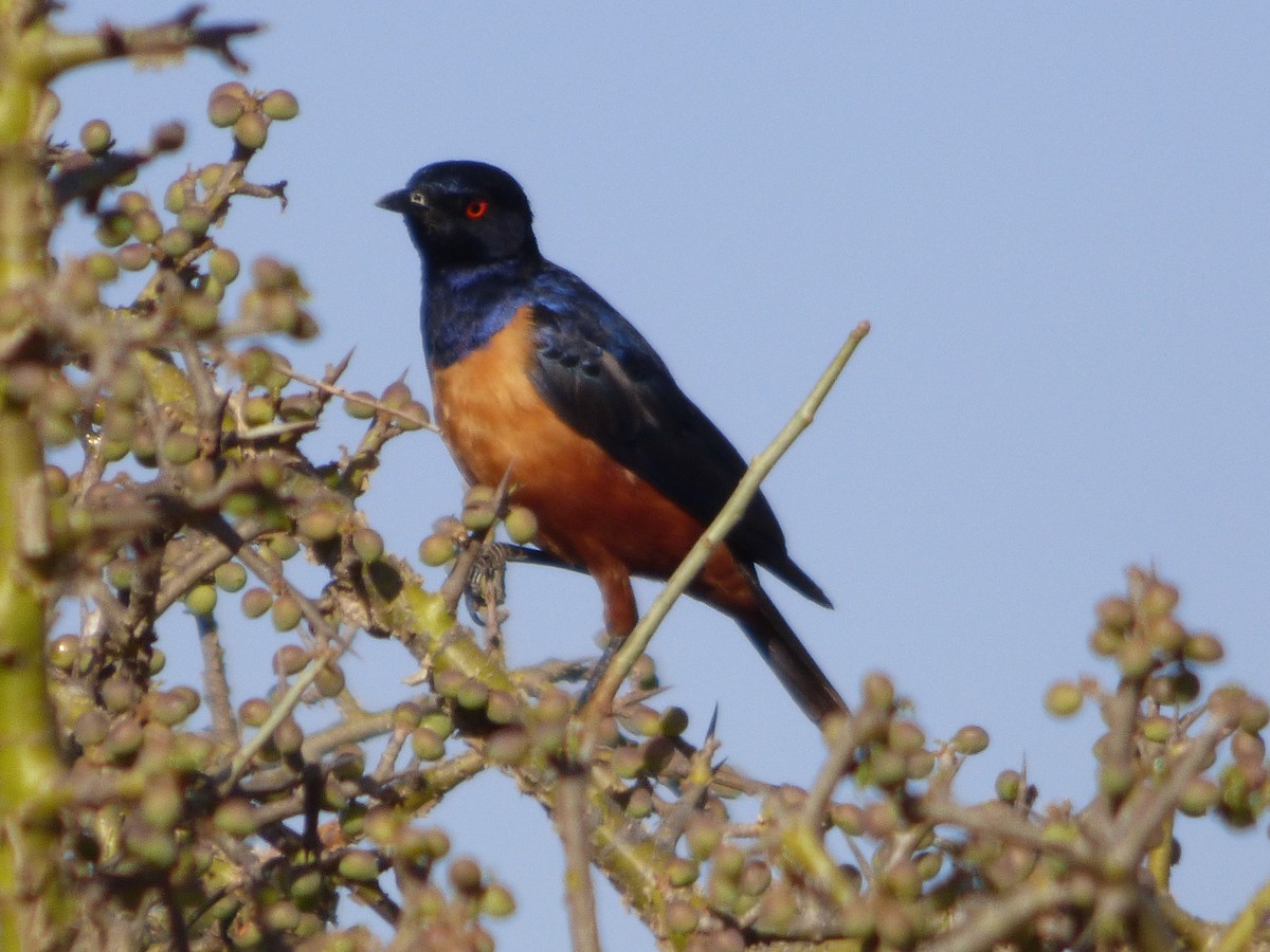 Hildebrandt's Starling - ML51010421