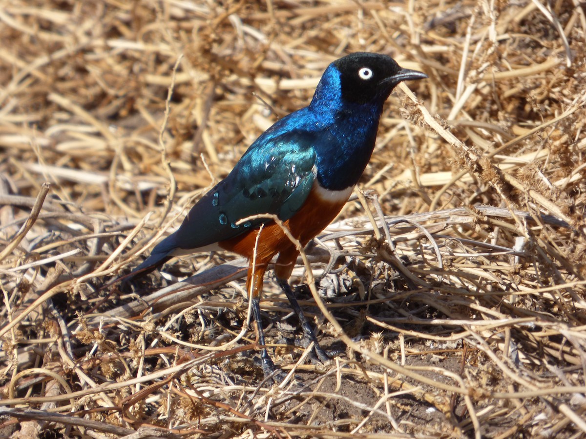 Superb Starling - ML51010441