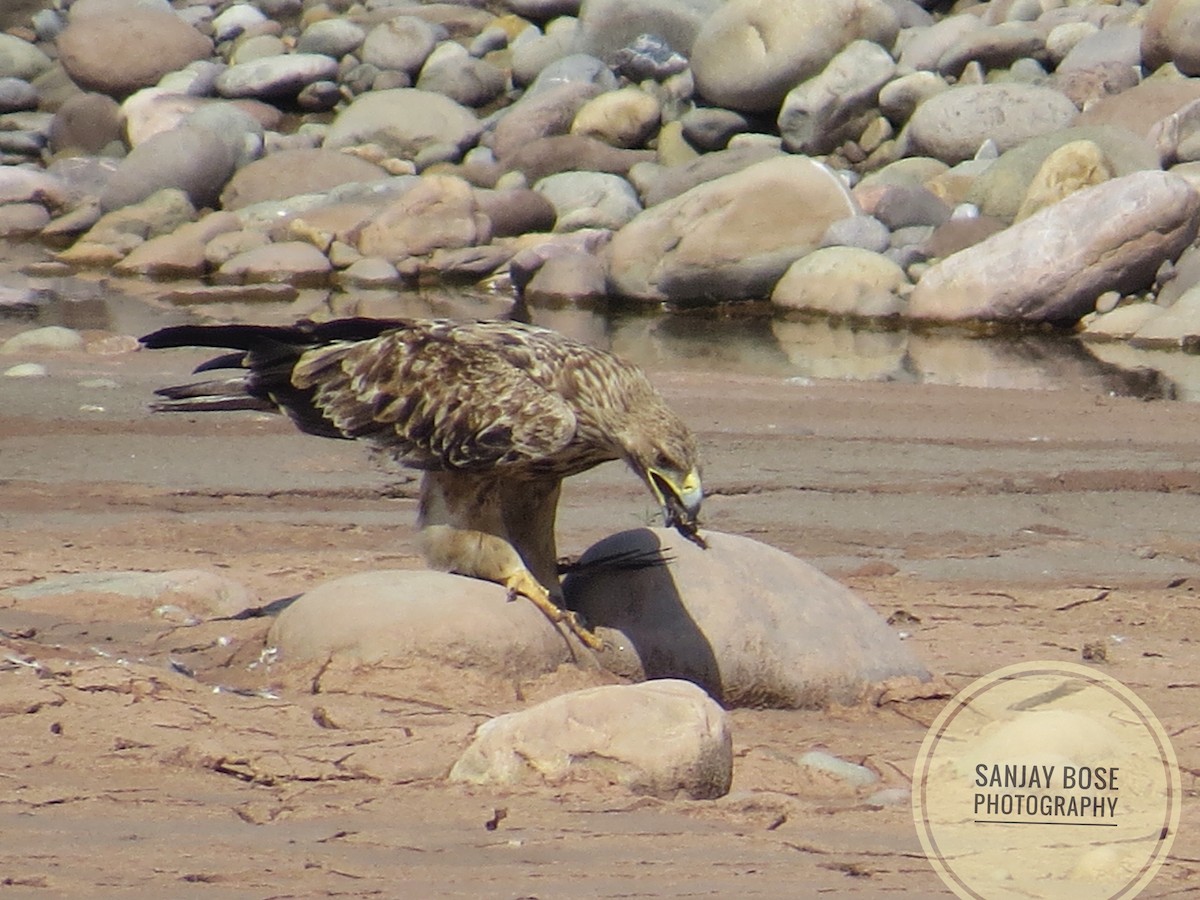 Imperial Eagle - Pranita B