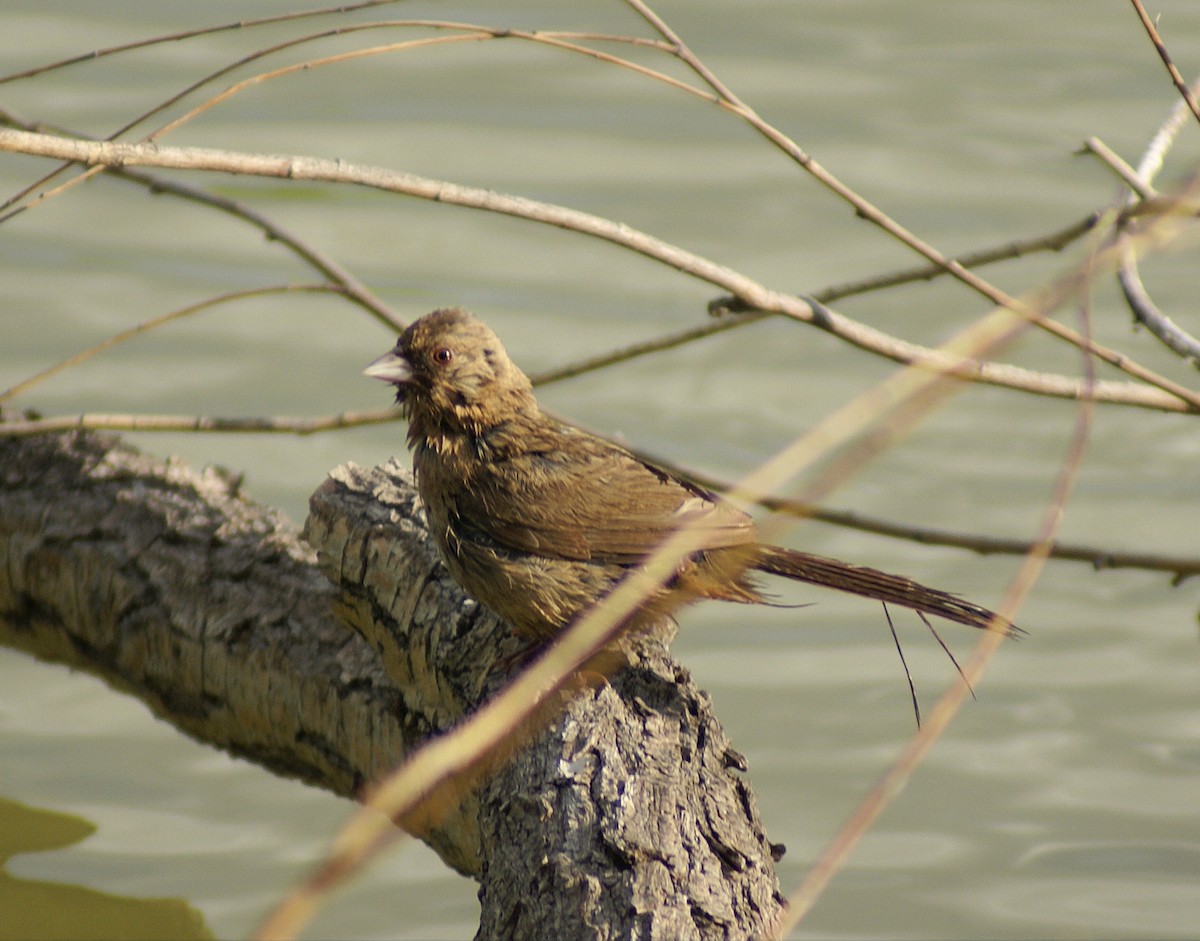 Abert's Towhee - ML510105361