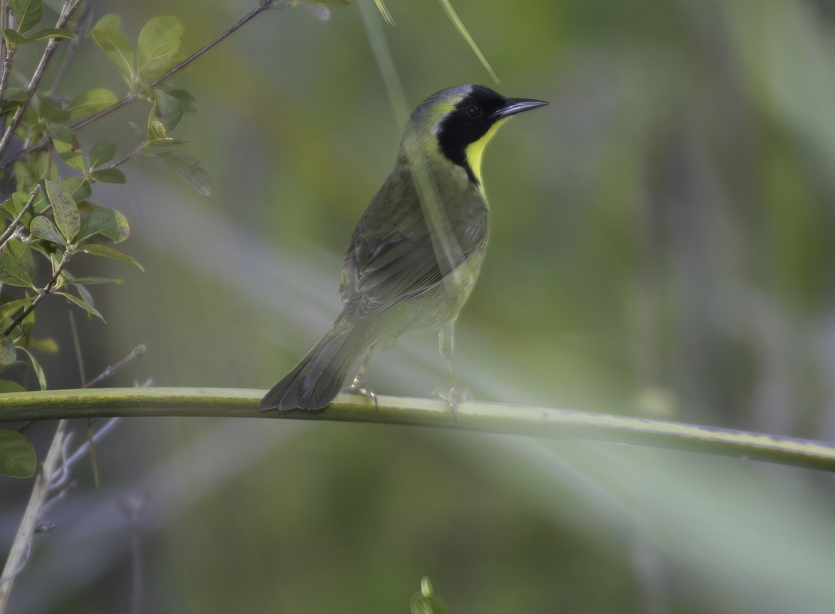 Bahama Yellowthroat - ML510105721