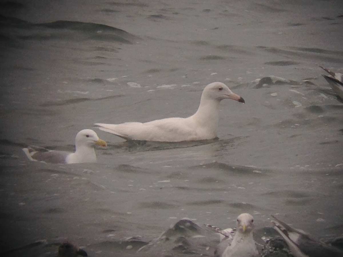 Glaucous Gull - ML51010631