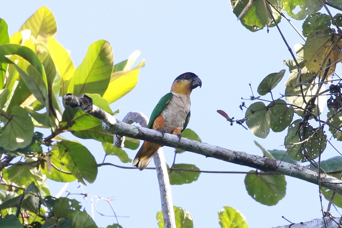 ズグロシロハラインコ - ML510106581