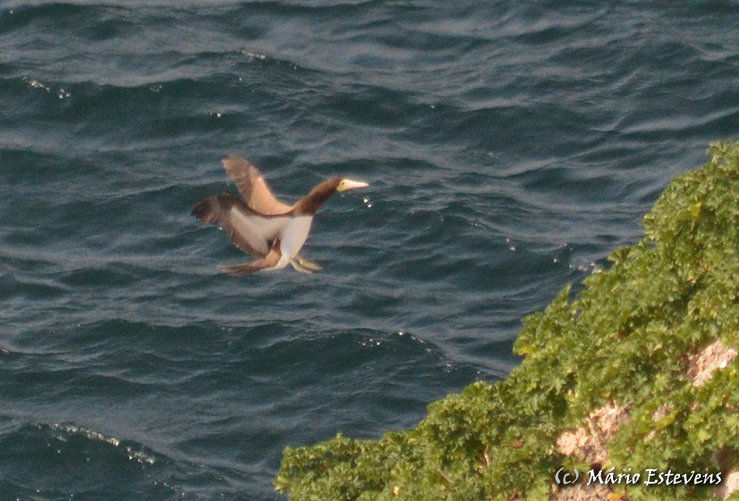Brown Booby - ML51010771
