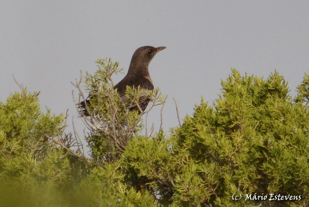 Ring Ouzel - ML51010811