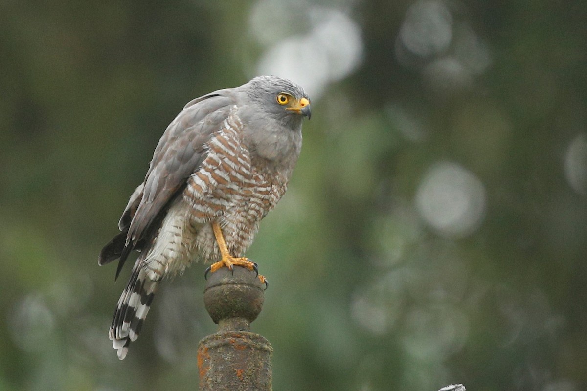 Roadside Hawk - ML510109561