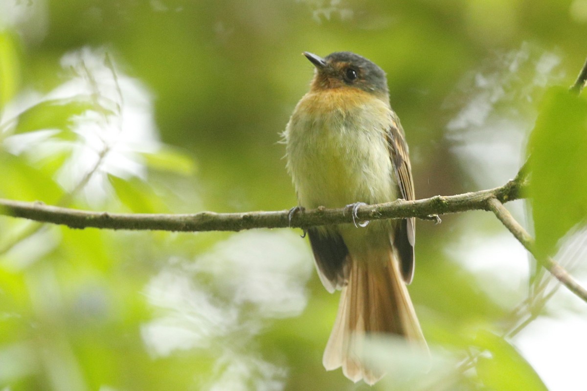 Rufous-breasted Flycatcher - ML510109751