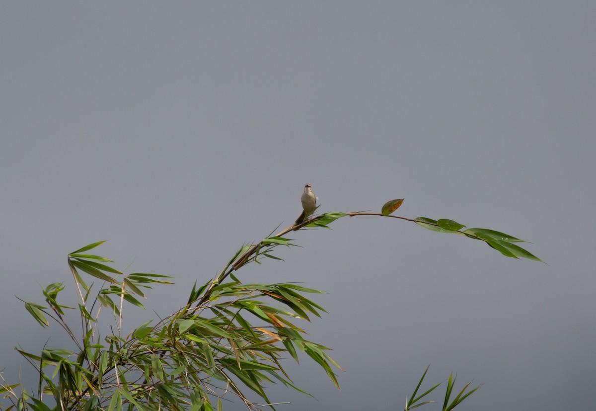 Striated Grassbird - ML510112551