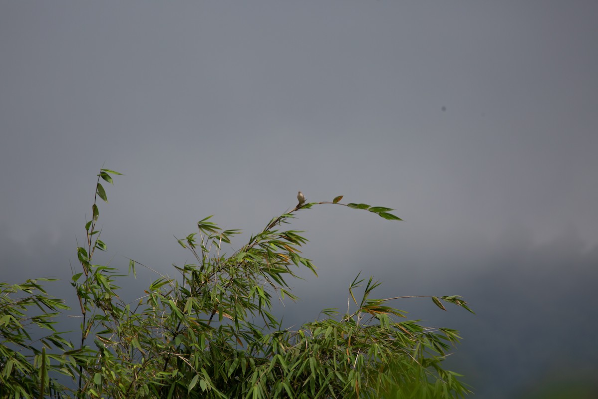 Striated Grassbird - Paul Mandala