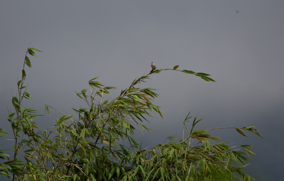Striated Grassbird - ML510112571