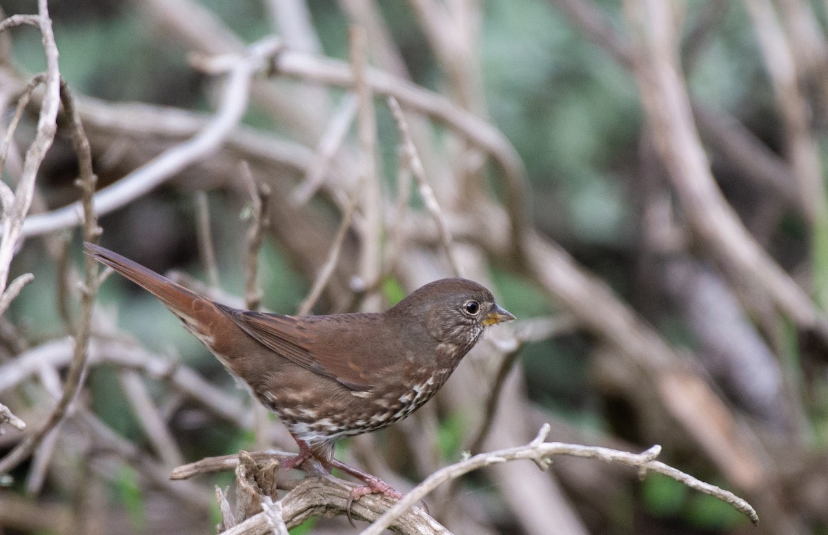 Fox Sparrow (Sooty) - ML510113741