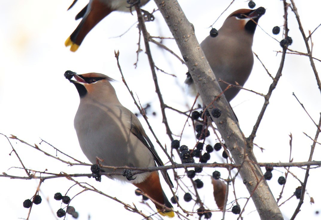 Bohemian Waxwing - ML510114011