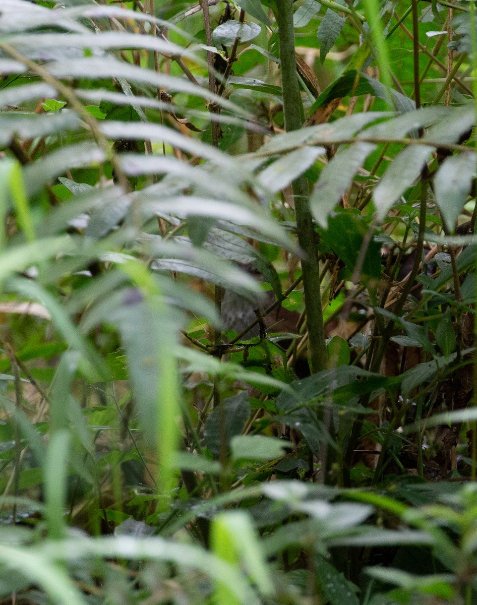 Javan Bush Warbler (Javan) - ML510115381