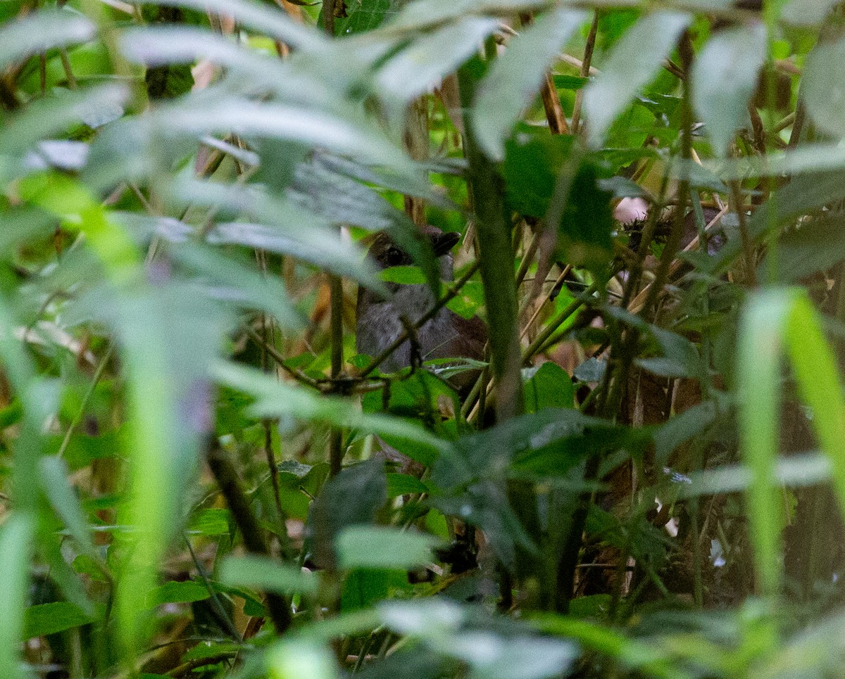Javan Bush Warbler (Javan) - ML510115391