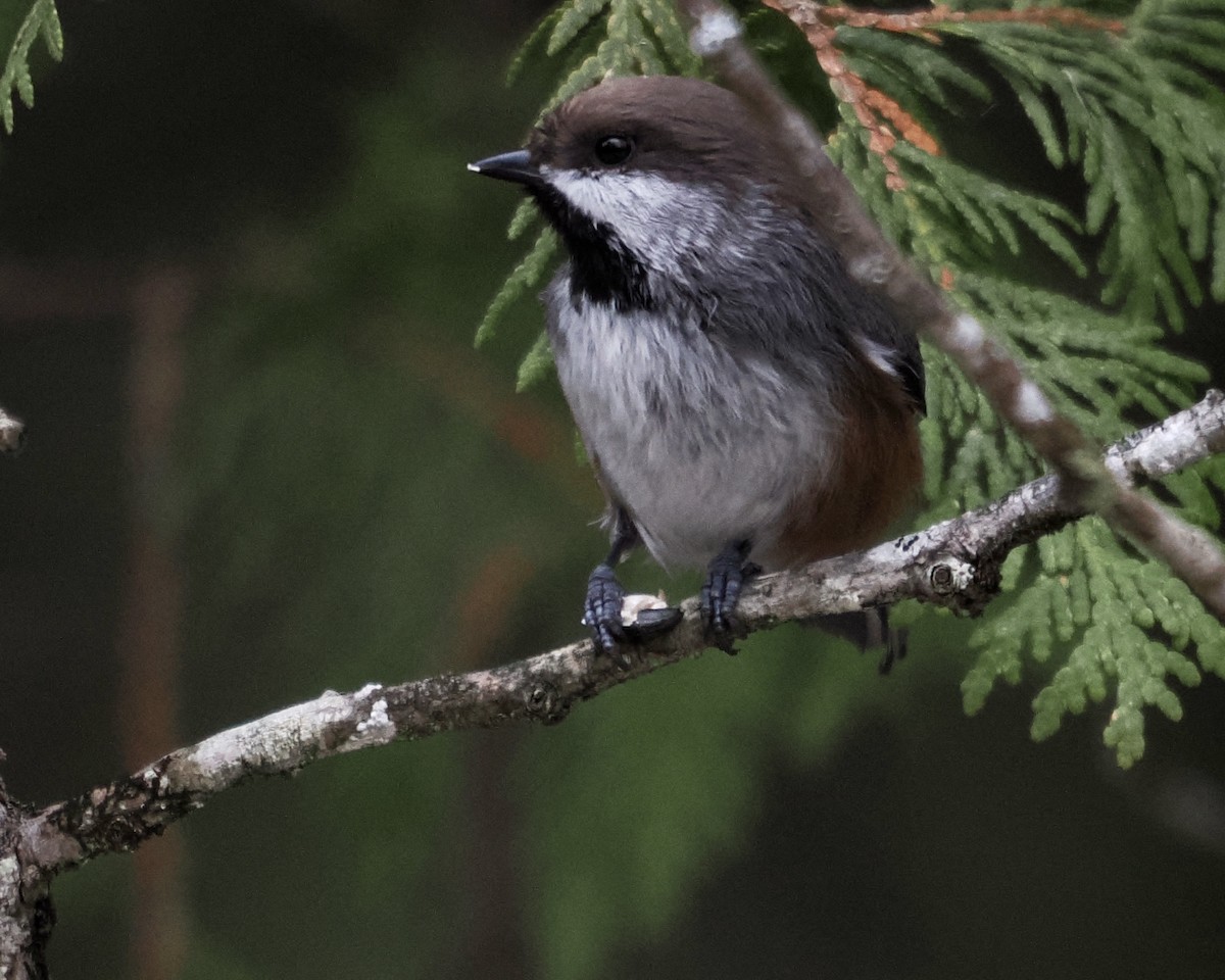 Boreal Chickadee - ML510115881