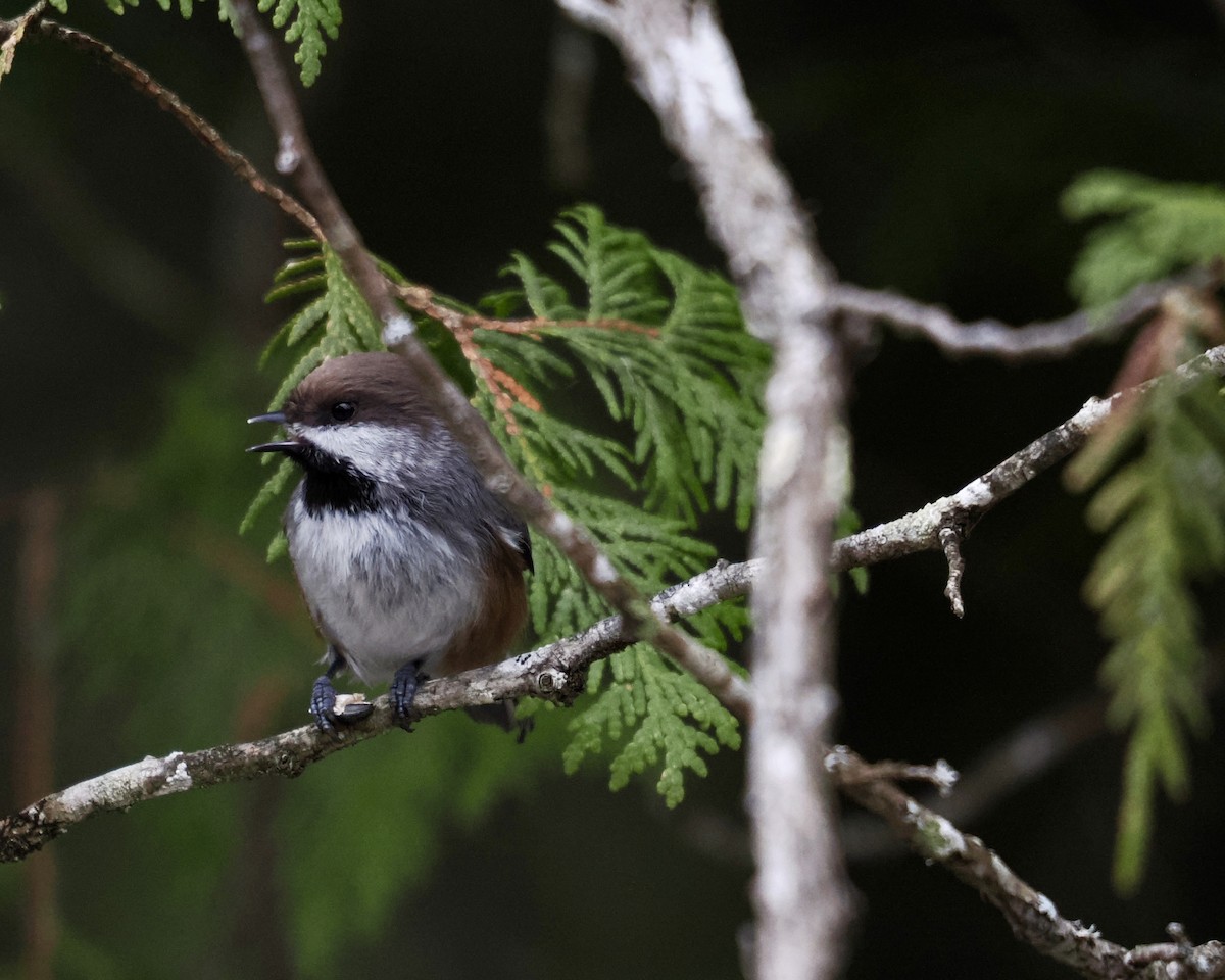 Boreal Chickadee - ML510116121