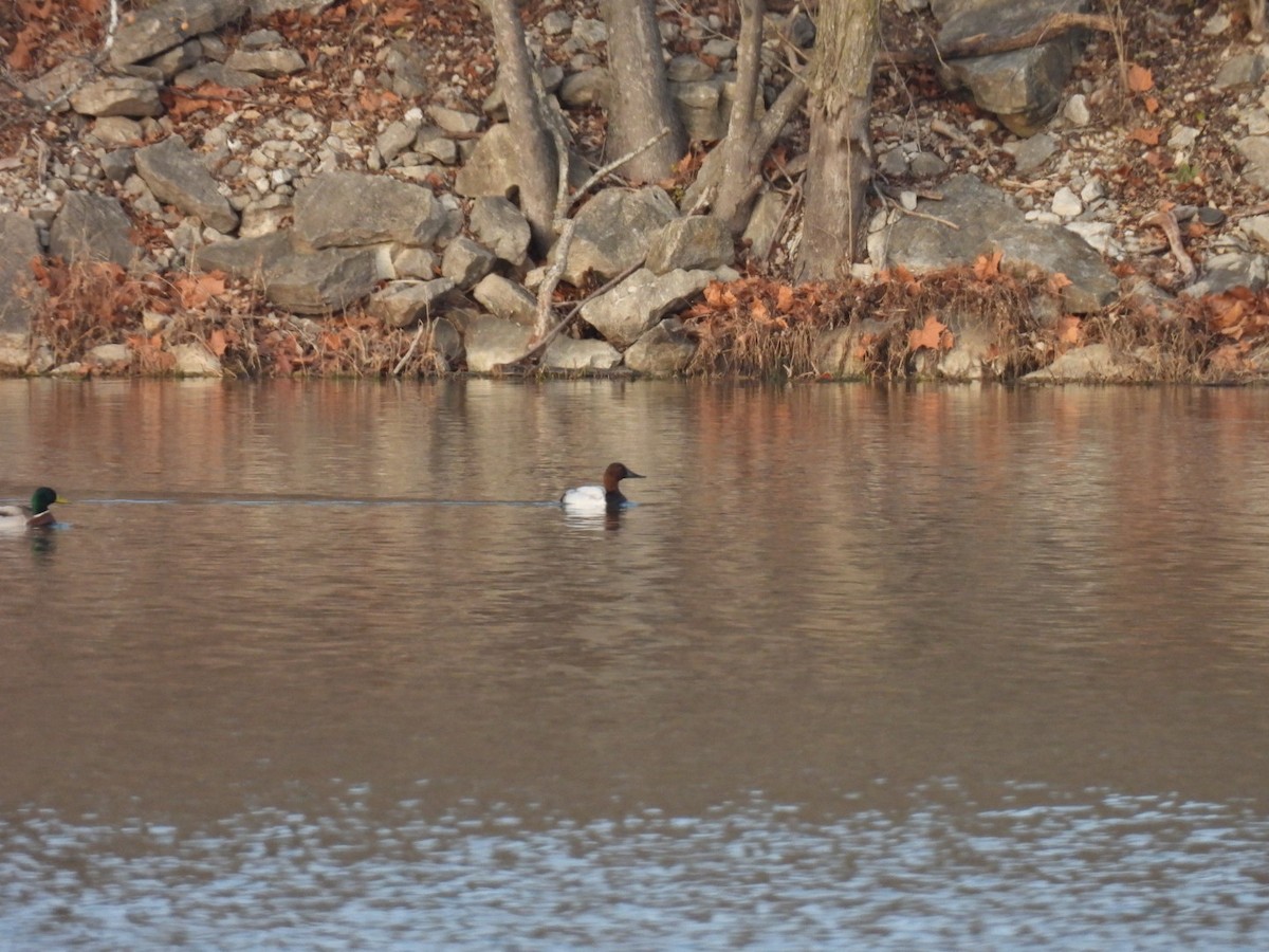 Canvasback - ML510116221