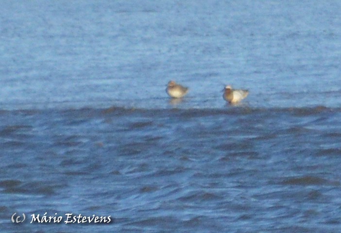 Garganey - ML51011641