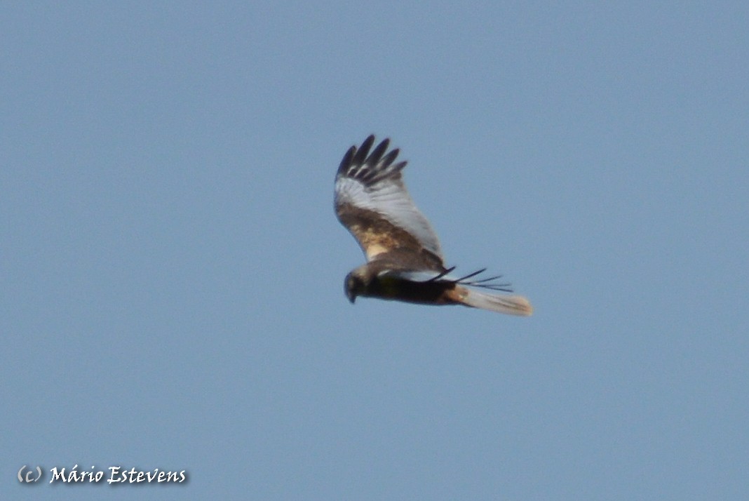 Western Marsh Harrier - ML51011681