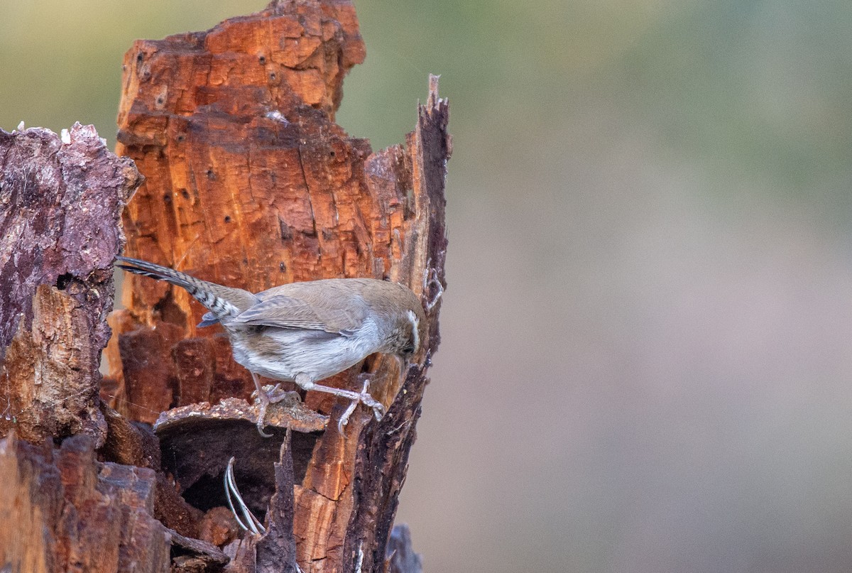 Bewick's Wren - ML510116901