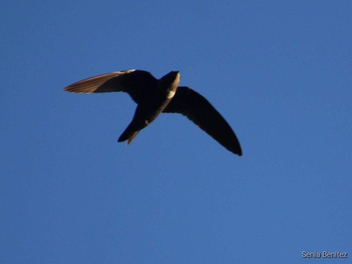 White-collared Swift - ML510116951