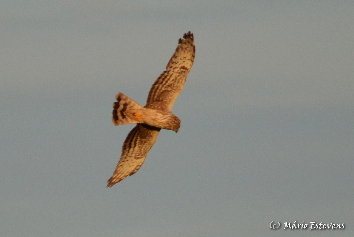 Hen Harrier - Mário Estevens